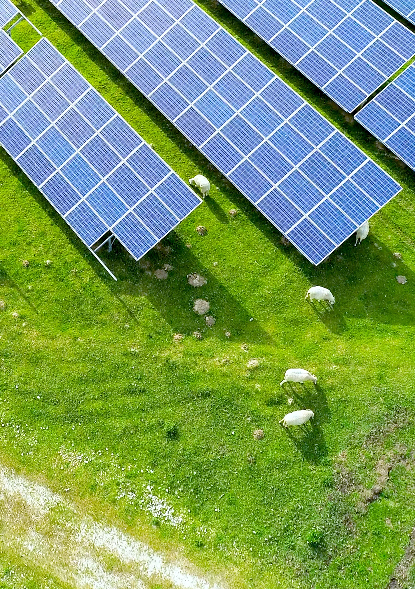 Vue portrait gauche sunvolt